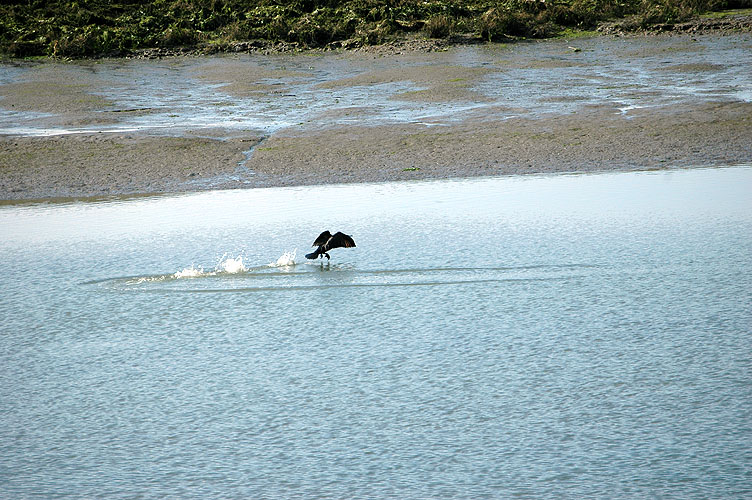 Elkhorn Slough Feb. 2010 069.jpg